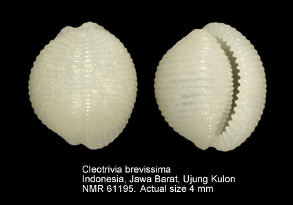 Cleotrivia brevissima.jpg - Cleotrivia brevissima(G.B.Sowerby,1870)